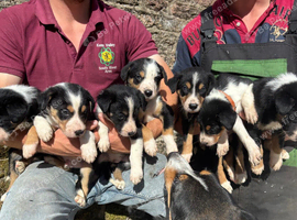 Working tri coloured collie pups