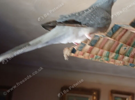 Silver male diamond dove for sale