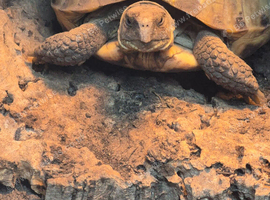 4 year old male horsefield tortoise