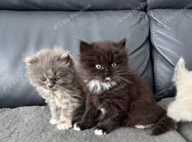 Persian/Maine Coone Himalayan Mixed Kittens 6 Weeks