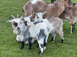 Pygmy goats nanny&rsquo;s and a couple Billy&rsquo;s