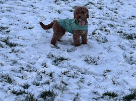 Cockapoo
