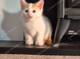 Ginger and white male kitten 9 weeks old