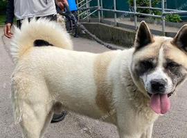 Male American Akita