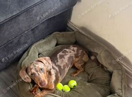 Axel