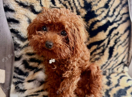 Asian toy poodle tiny boy