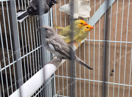 Bengalese finches and Star finches for sale