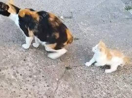 Beautiful Calico Mama & Her Playful Kitten Biscuit Looking for a Loving Home