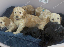 Miniature cockapoo