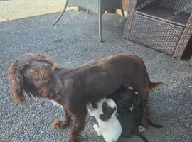 Cocker spaniel