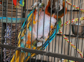 greenwing x blue and gold,