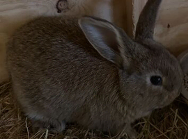 Giant continental rabbits