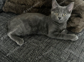 Maine coon mix Russian blue