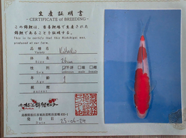 Japanese koi High quality Gosport