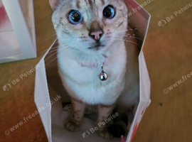 Stunning 5yr Snow Bengal Looking for Her Forever Home