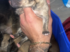 Cane Corso X puppies