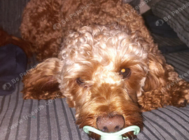 Beautiful male cockapoo