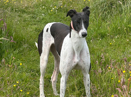 Female greyhound