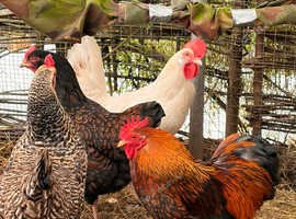 Point of lay hens