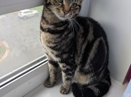 Bengal cross female and older female