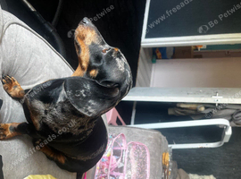 Miniature dachshund