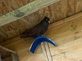 Pigeons for sale