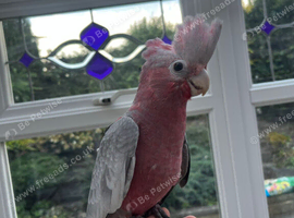 HAND-REARED GALAH COCKATOO &ndash; LOVELY FRIENDLY BABY