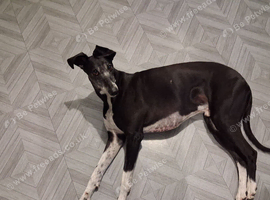 Lurcher fir rehoming