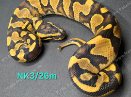 Enchi orange dream yellow belly het clown 50% het pied