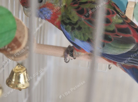 Wanted young rosella
