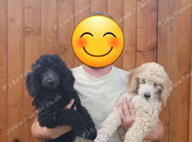 READY NOW! Standard poodle puppies kc registered