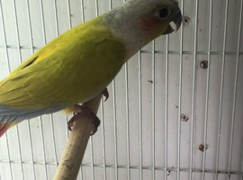Male Sun cheek conure with DNA