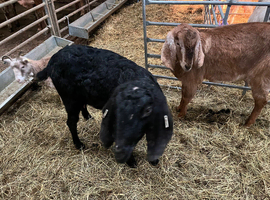 Milling Nannie goat