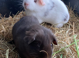 Pair of chocolate/dalmation bred sows