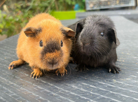Pretty baby boy pair of Guineapigs ready now