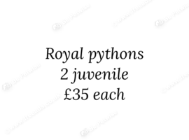 2 royal pythons
