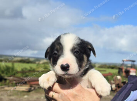 Sheepdog pups