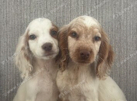 Cocker spaniel puppies