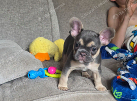 Kc Reg French bulldog puppy