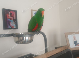 Male eclectus approximately 8 years old