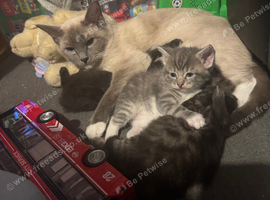 Ragcoon kittens