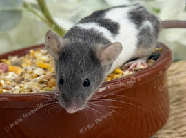Super Friendly Fancy Mice
