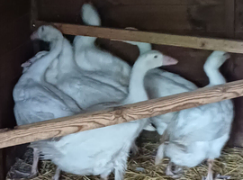 Enbdem geese