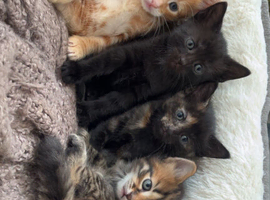 4 GORGEOUS KITTENS FOR SALE