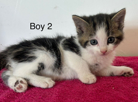 Kittens available ready to go now