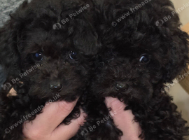 Asian toy poodle girls available