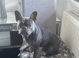 Blue male French bulldog 18 months
