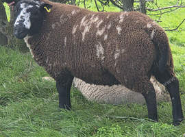 Dutch Spotted x Texel Ram Lambs x2
