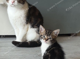 Beautiful kittens looking for loving home