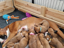 Beautiful KC Registered Boxer Puppies
